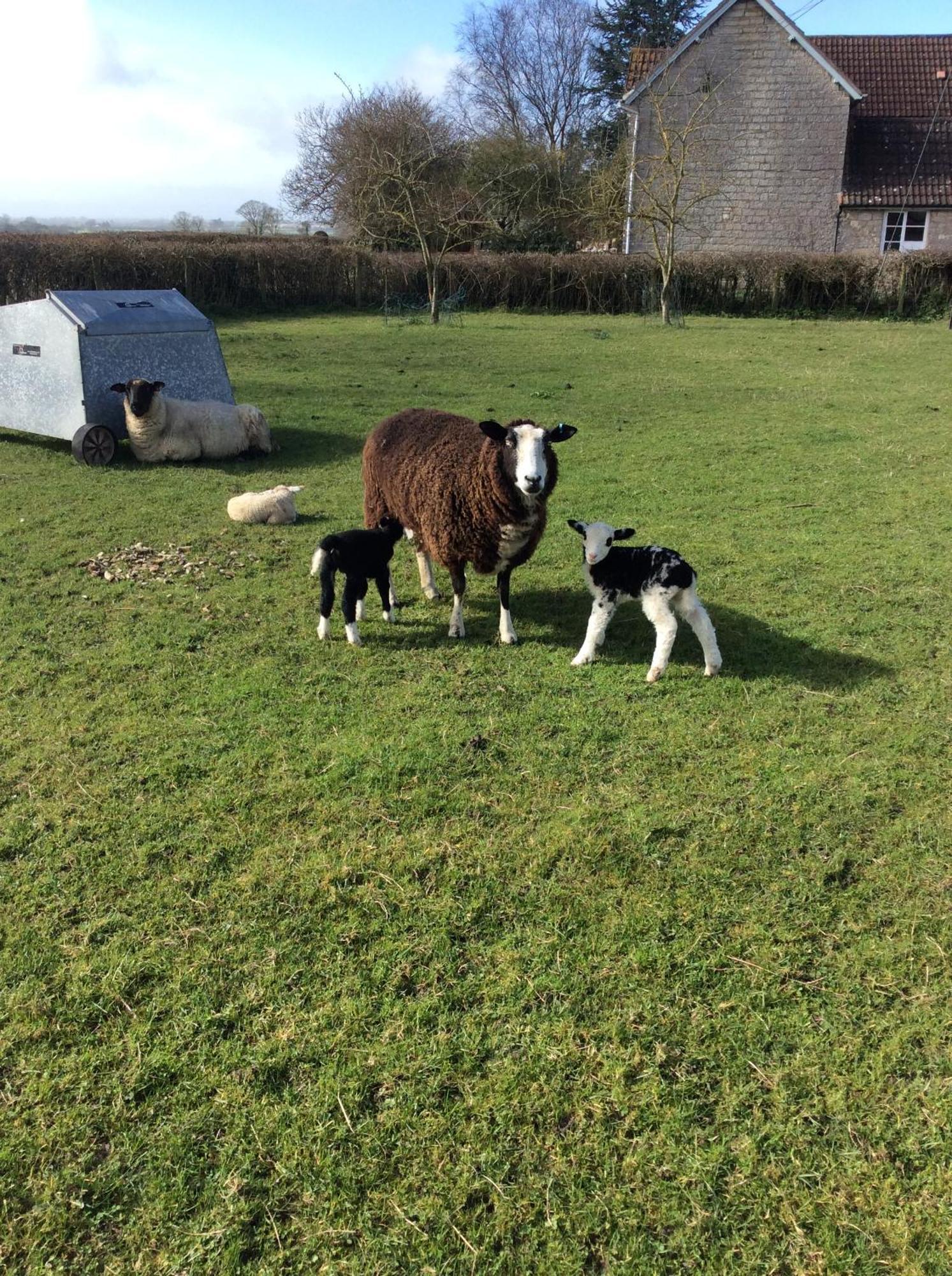 Poplar Farm Bed & Breakfast Wedmore ภายนอก รูปภาพ